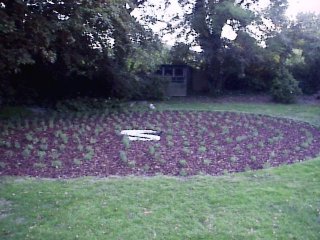swan labyrinth with lavender